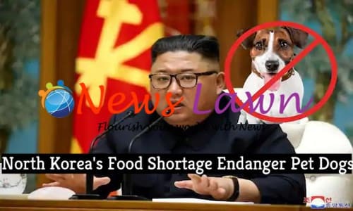 North Korea Food Shortage Endanger Pet Dogs